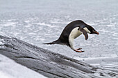 Adeliepinguin (Pygoscelis adeliae), Sprung ins Meer auf Booth Island, Antarktis, Polargebiete