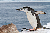 Ausgewachsener Zügelpinguin (Pygoscelis antarctica), trägt einen Stein im Schnabel in der Brutkolonie auf Half Moon Island, Antarktis, Polargebiete