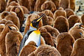 Adult king penguins (Aptenodytes patagonicus) amongst chicks (okum boys) at Salisbury Plain, South Georgia, Polar Regions