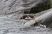 Ausgewachsener Eselspinguin (Pygoscelis papua), Sprung ins Meer bei Booth Island, Antarktis, Südlicher Ozean, Polargebiete