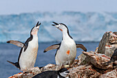 Zügelpinguine (Pygoscelis antarctica), ekstatisches Schauspiel in der Brutkolonie auf Half Moon Island, Antarktis, Polargebiete