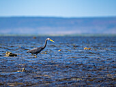 An adult Pacific reef heron (Egretta sacra), hunting for prey on Montgomery Reef, Kimberley, Western Australia, Australia, Pacific