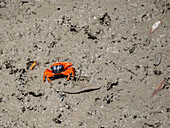 Adult flame-backed fiddler crab (Tubuca flammulain), Porosus Creek, Frederick Harbor, Kimberley, Western Australia, Australia, Pacific