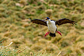 Imperial shag (Phalacrocorax atriceps), returning to the nest on New Island in the Falkland Islands, South America