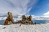 Chinstrap penguins (Pygoscelis antarctica), breeding colony at Half Moon Island, Antarctica, Southern Ocean, Polar Regions