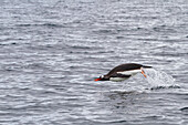 Adult gentoo penguin (Pygoscelis papua), porpoising for swimming speed near the Antarctic Peninsula, Southern Ocean, Polar Regions