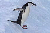 Zügelpinguin (Pygoscelis antarctica), Springen in der Brutkolonie auf Half Moon Island, Antarktis, Südlicher Ozean, Polargebiete