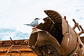 Antarktische Seeschwalbe (Sterna vittata), auf dem Wrack der Guvernoren bei den Enterprise-Inseln, Antarktis, Südlicher Ozean, Polargebiete