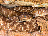 An adult rough-scaled python (Morelia carinata), found in a sandstone crevice on Bigge Island, Kimberley, Western Australia, Australia, Pacific