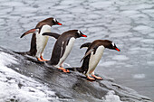 Ausgewachsene Eselspinguine (Pygoscelis papua), auf dem Rückweg und bei der Rückkehr aus dem Meer bei Booth Island, Antarktis, Südpolarmeer, Polargebiete