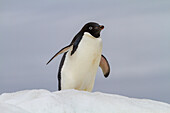 Ausgewachsener Adeliepinguin (Pygoscelis adeliae), auf Eis bei Booth Island, Antarktis, Polargebiete