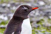 Adult gentoo penguin (Pygoscelis papua), with very small white ocular patch at Brown Bluff near the Antarctica, Polar Regions