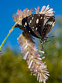 An adult common crow butterfly, Euploea core, in Vansittart Bay, Kimberley, Western Australia, Australia, Pacific