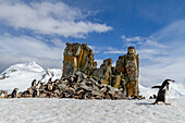 Chinstrap penguins (Pygoscelis antarctica), breeding colony at Half Moon Island, Antarctica, Southern Ocean, Polar Regions