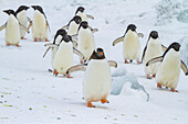 Ausgewachsener Eselspinguin (Pygoscelis papua), inmitten von Adeliepinguinen (Pygoscelis adeliae), am Brown Bluff, Antarktis, Polargebiete