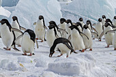 Adeliepinguine (Pygoscelis adeliae), in der Brutkolonie bei Brown Bluff auf der Ostseite der Antarktischen Halbinsel, Antarktis, Polargebiete