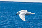 Adult snow petrel (Pagodroma nivea nivea), in flight near the Antarctic Peninsula, Antarctica, Southern Ocean, Polar Regions