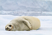 Ausgewachsene Krabbenfresserrobbe (Lobodon carcinophaga), auf einem Eisberg bei Booth Island nahe der Antarktischen Halbinsel, Polargebiete