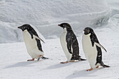 Adeliepinguine (Pygoscelis adeliae), im Schneesturm in der Brutkolonie bei Brown Bluff, Antarktische Halbinsel, Antarktis, Polargebiete