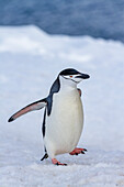 Zügelpinguin (Pygoscelis antarctica), in der Brutkolonie auf Half Moon Island, Antarktis, Südlicher Ozean, Polargebiete