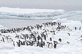 Adeliepinguine (Pygoscelis adeliae), im Schneesturm bei der Brutkolonie in Brown Bluff, Antarktische Halbinsel, Antarktis, Polargebiete