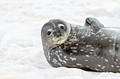 Weddell Seal (Leptonychotes weddellii), hauled out on ice at Half Moon Island, Antarctica, Southern Ocean, Polar Regions