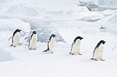 Adeliepinguine (Pygoscelis adeliae), im Schneesturm in der Brutkolonie bei Brown Bluff, Antarktische Halbinsel, Antarktis, Polargebiete