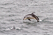 Eine Gruppe von Pazifischen Weißseitendelfinen (Lagenorhynchus obliquidens) springt und taucht in der Johnstone Strait auf, British Columbia, Kanada, Nordamerika