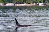 Ein ausgewachsener Schwertwal (Orcinus orca) taucht in der Johnstone Strait auf, British Columbia, Kanada, Pazifischer Ozean, Nordamerika