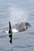 Ein ausgewachsener Schwertwal (Orcinus orca) taucht in der Johnstone Strait auf, British Columbia, Kanada, Pazifischer Ozean, Nordamerika