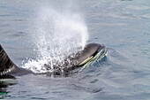 Ein erwachsener Schwertwal (Orcinus orca) taucht in der Johnstone Strait auf, British Columbia, Kanada, Pazifischer Ozean, Nordamerika