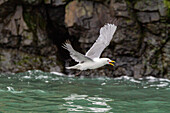 Adult black-legged kittiwake (Rissa tridactyla) in flight near Alexander Island in Franz Josef Land, Russia, Arctic Ocean, Eurasia