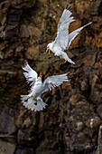 Adult black-legged kittiwake (Rissa tridactyla) in combat with a second kittiwake near Alexander Island, Franz Josef Land, Russia, Arctic Ocean, Eurasia