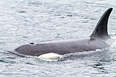 Ausgewachsener weiblicher Schwertwal (Orcinus orca) taucht in der Chatham Strait auf, Südost-Alaska, Vereinigte Staaten von Amerika, Pazifischer Ozean, Nordamerika