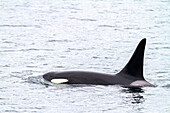 Adult bull killer whale (Orcinus orca) surfacing in Chatham Strait, Southeast Alaska, United States of America, Pacific Ocean, North America