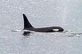 Ausgewachsener Schwertwal (Orcinus orca) taucht in der Chatham Strait auf, Südost-Alaska, Vereinigte Staaten von Amerika, Pazifischer Ozean, Nordamerika