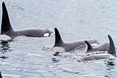 Eine Gruppe von Schwertwalen (Orcinus orca) taucht in der Chatham Strait auf, Südost-Alaska, Vereinigte Staaten von Amerika, Pazifischer Ozean, Nordamerika