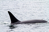 Ausgewachsener Schwertwalbulle (Orcinus orca) taucht in der Chathamstraße auf, Südost-Alaska, Vereinigte Staaten von Amerika, Pazifischer Ozean, Nordamerika