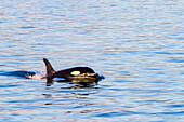 Ein junger Schwertwal (Orcinus orca) taucht im Glacier Bay National Park auf, Südost-Alaska, Vereinigte Staaten von Amerika, Pazifischer Ozean, Nordamerika