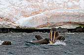 Curious walrus (Odobenus rosmarus rosmarus) near Apollo Island in Franz Josef Land, Russia, Arctic Ocean, Eurasia