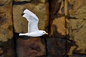 Adult black-legged kittiwake (Rissa tridactyla) in flight near Alexander Island in Franz Josef Land, Russia, Eurasia