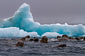 Neugieriges Walross (Odobenus rosmarus rosmarus) nahe der Apollo-Insel im Franz-Josef-Land, Russland, Arktischer Ozean, Eurasien