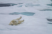 Adult female polar bear (Ursus maritimus) rolling in snow to clean its fur on multi-year ice floes in Franz Josef Land, Russia, Arctic Ocean, Eurasia