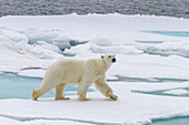 Adult male polar bear (Ursus maritimus) on multi-year ice floes in Franz Josef Land, Russia, Arctic Ocean, Eurasia