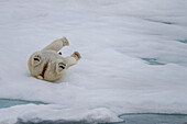 Adult female polar bear (Ursus maritimus) rolling in snow to clean its fur on multi-year ice floes in Franz Josef Land, Russia, Eurasia