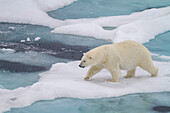 Adult female polar bear (Ursus maritimus) walking on multi-year ice floes in Franz Josef Land, Russia, Arctic Ocean, Eurasia