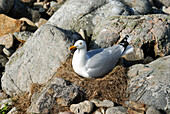 Seagull nesting on the Lihou islet, Island of Guernsey, Bailiwick of Guernsey, British Crown dependency, English Channel, Europe