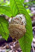 Wespenschwarm (Angiopolybia pallens) und Nest im Wald, Französisch-Guayana, Überseedepartement und -region von Frankreich, Französisch-Guayana, Südamerika