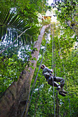 Climbing to an observation post over the forest canopy, French Guiana, Overseas department and region of France, French Guiana, South America