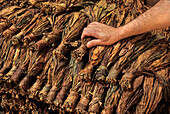 Dried tobacco leaves, Brena Alta, La Palma, Canary Islands, Spain, Atlantic Ocean, Europe